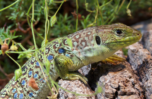 European Eyed Lizard Care Sheet