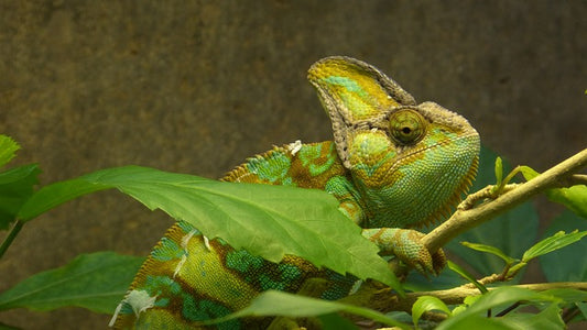 Yemen Chameleon Care Sheet - Bermondsey Exotics