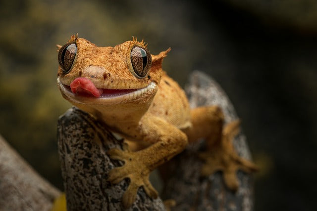 Crested Gecko Care Sheet - Bermondsey Exotics