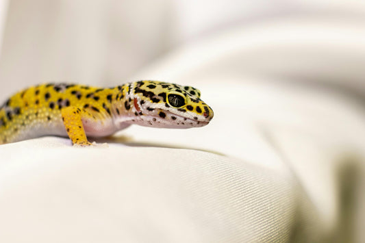 Leopard Gecko Care Sheet - Bermondsey Exotics