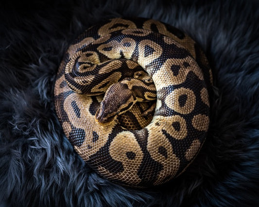 Royal Python Care Sheet - Bermondsey Exotics