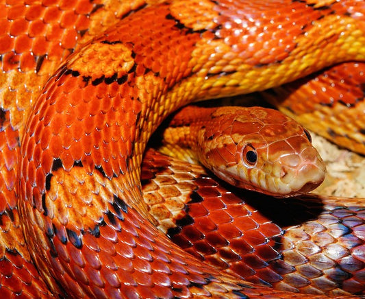 Corn Snake Care Sheet - Bermondsey Exotics