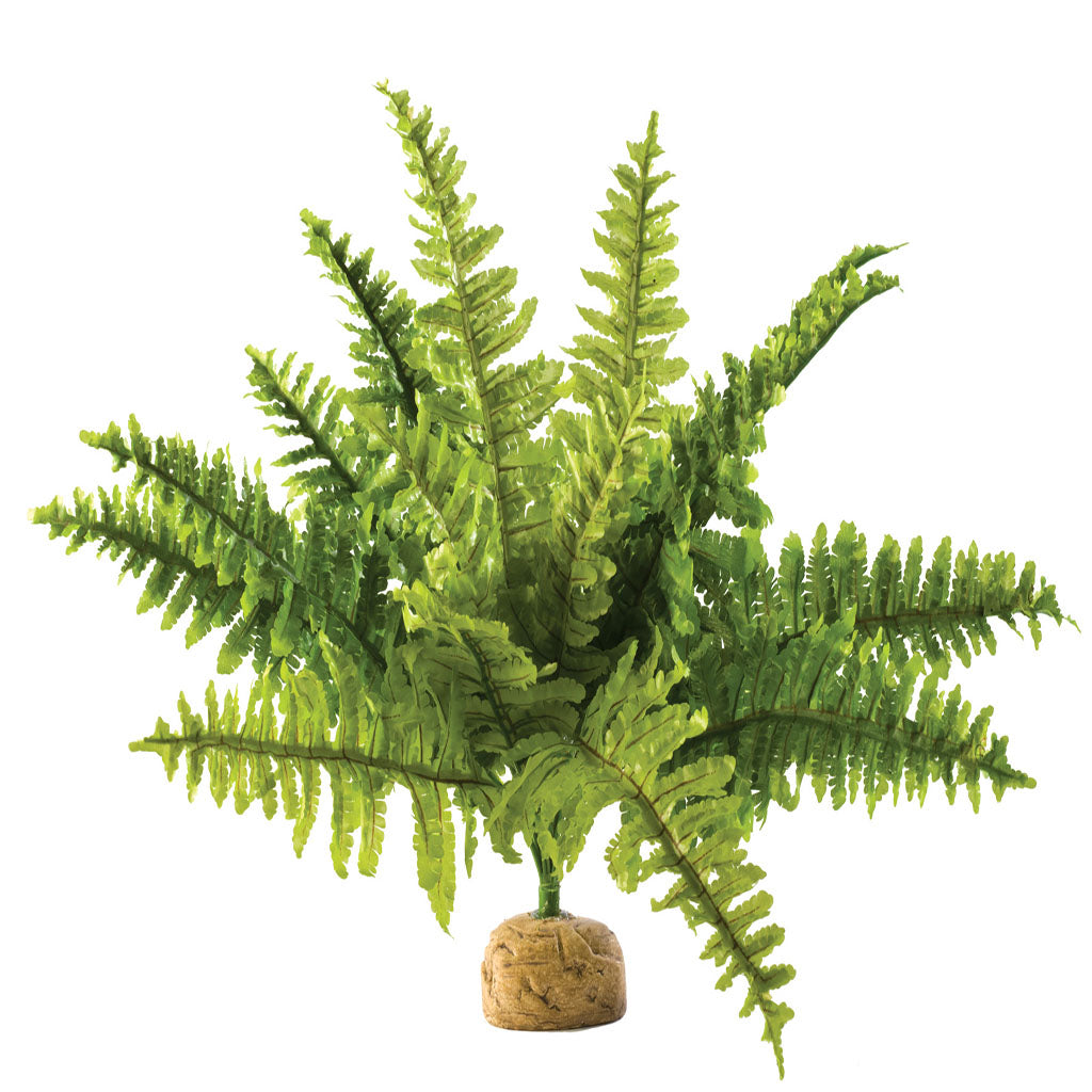 Exo Terra Boston Fern - Bermondsey Exotics