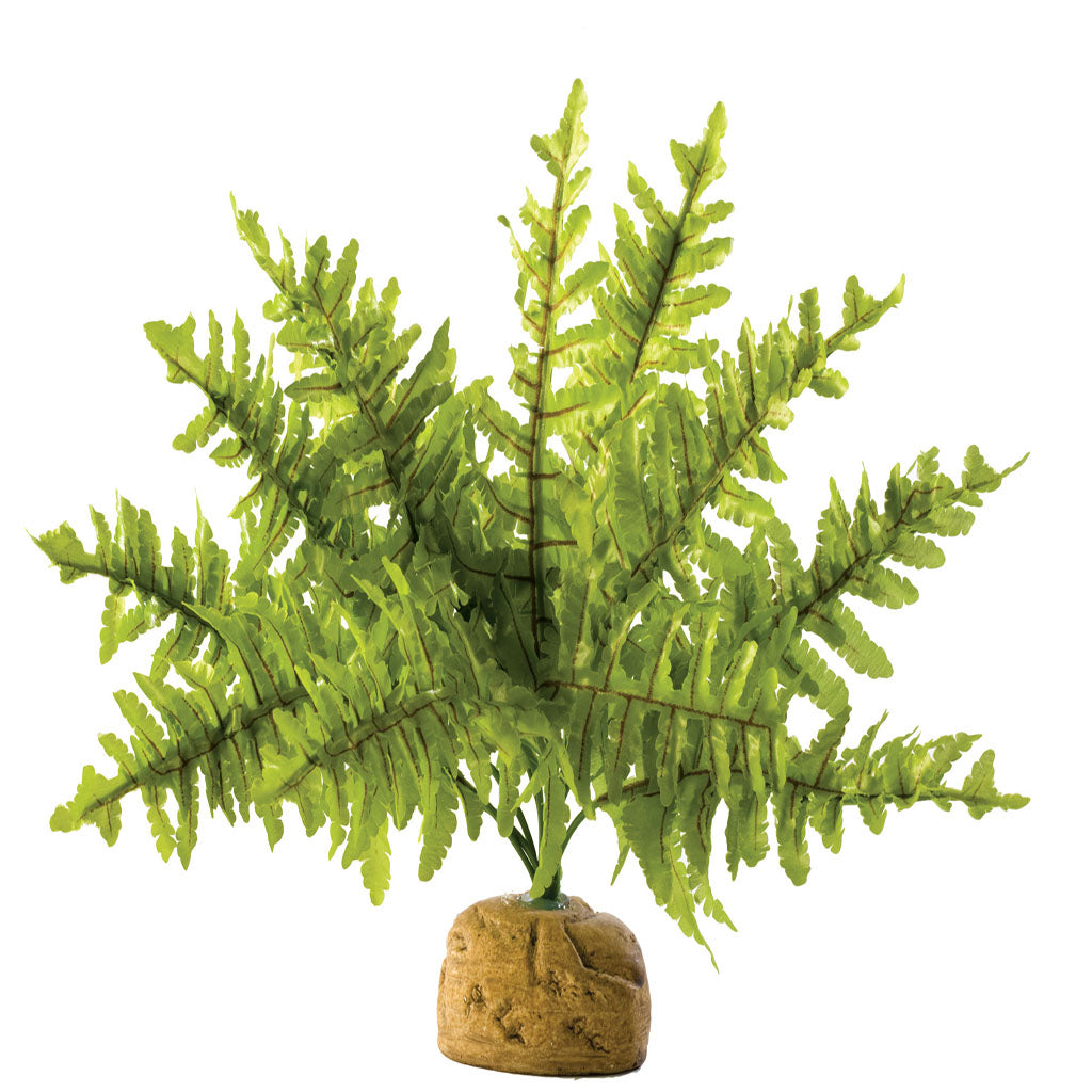 Exo Terra Boston Fern - Bermondsey Exotics