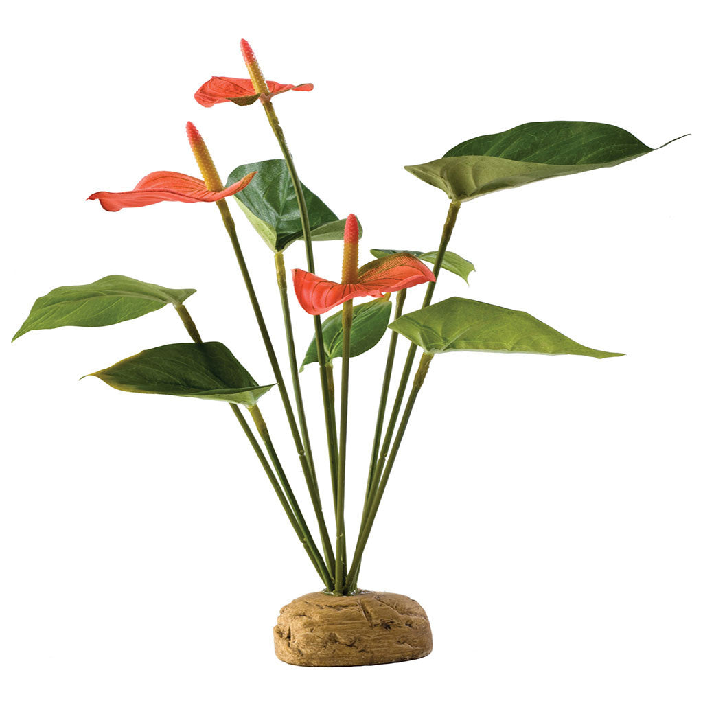 Exo Terra Anthurium Bush - Bermondsey Exotics