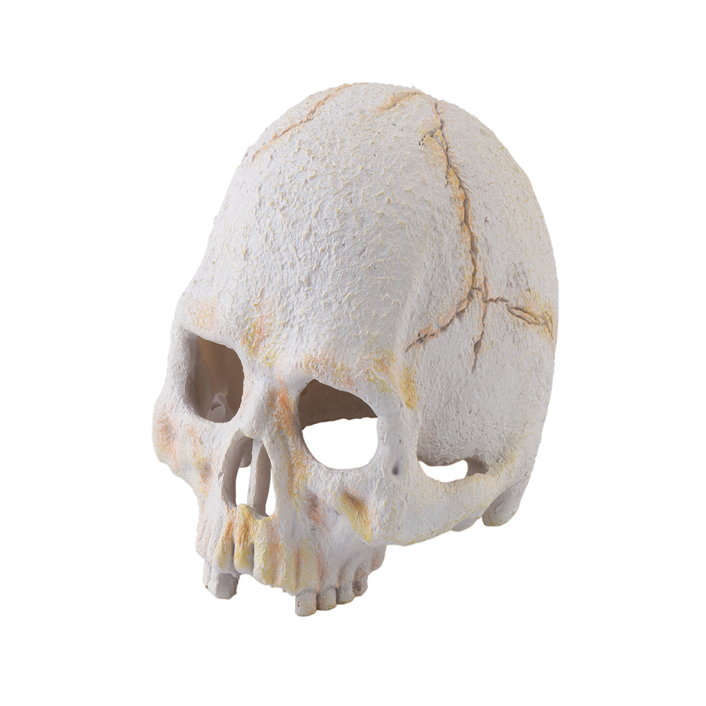 Exo Terra Primate Skull - Bermondsey Exotics