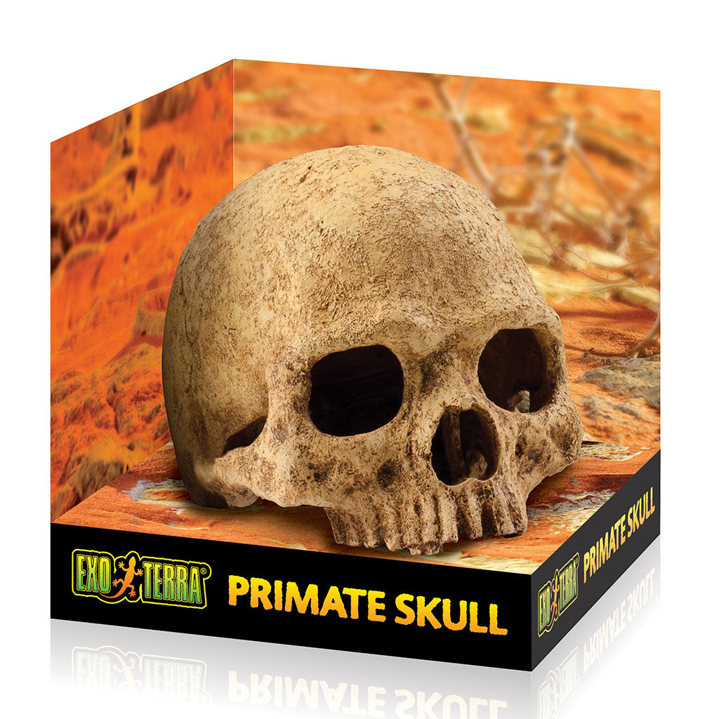 Exo Terra Primate Skull - Bermondsey Exotics