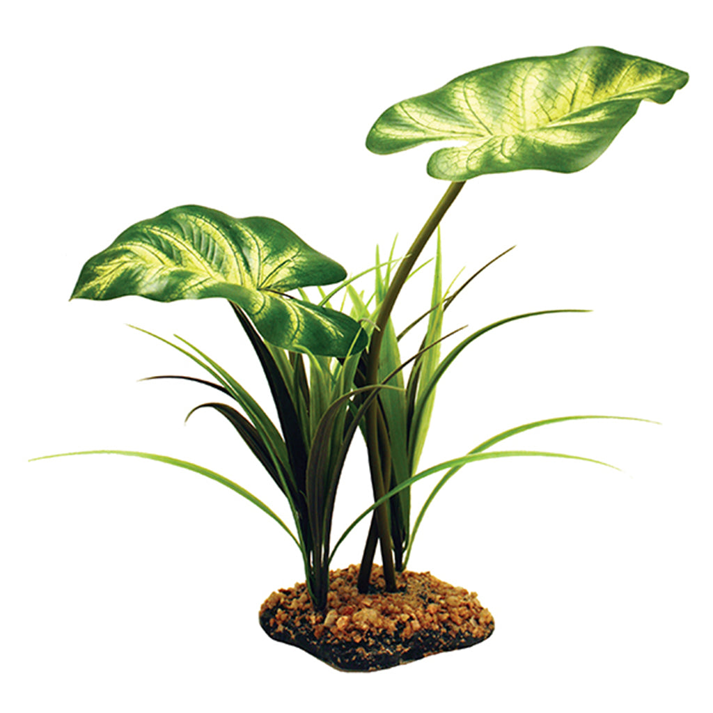 Komodo Broadleaf Canopy 26cm (10") - Bermondsey Exotics