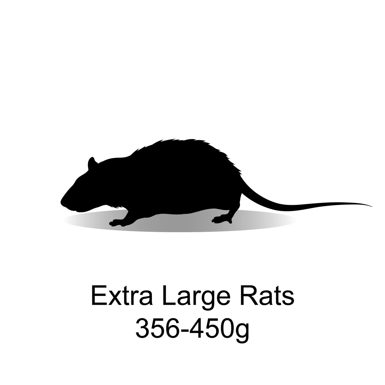 Frozen Extra Large Rats 356-450g - 3 Pack - Bermondsey Exotics