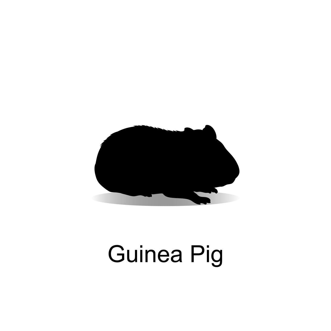 Frozen Guinea Pig - Bermondsey Exotics