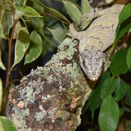 HabiStat Cork Branch - Bermondsey Exotics