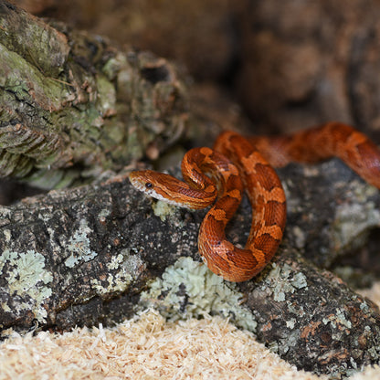 HabiStat Cork Branch - Bermondsey Exotics