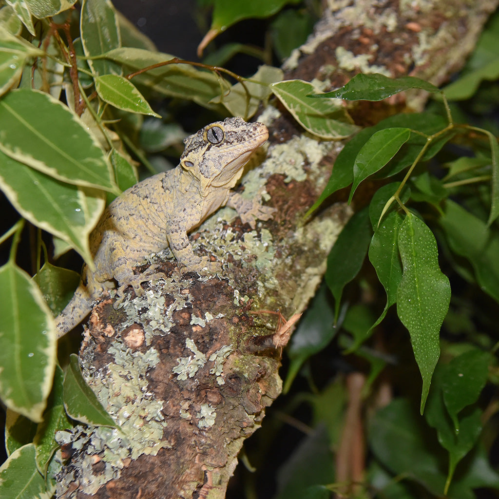 HabiStat Cork Branch - Bermondsey Exotics