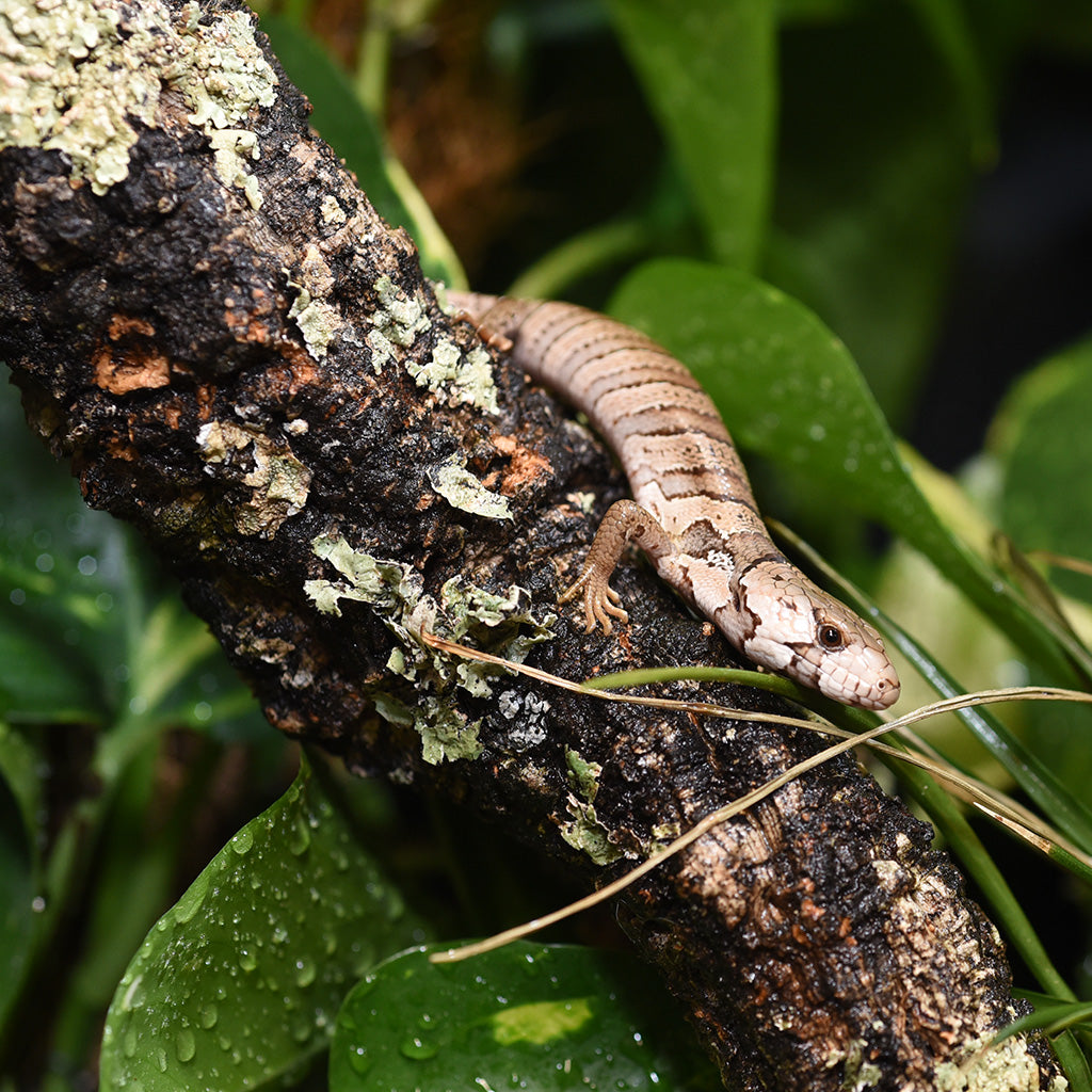 HabiStat Cork Branch - Bermondsey Exotics