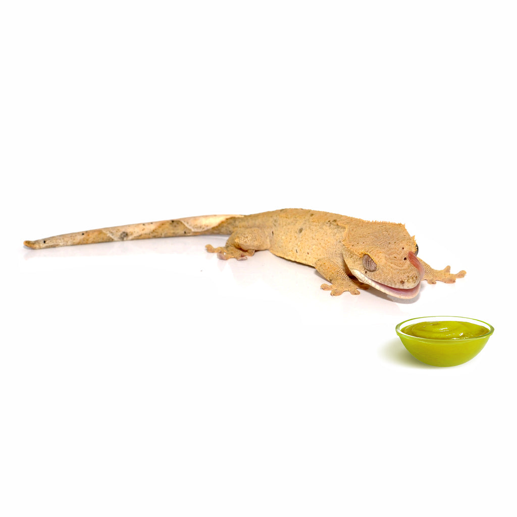 HabiStat Crested Gecko Diet - Bermondsey Exotics