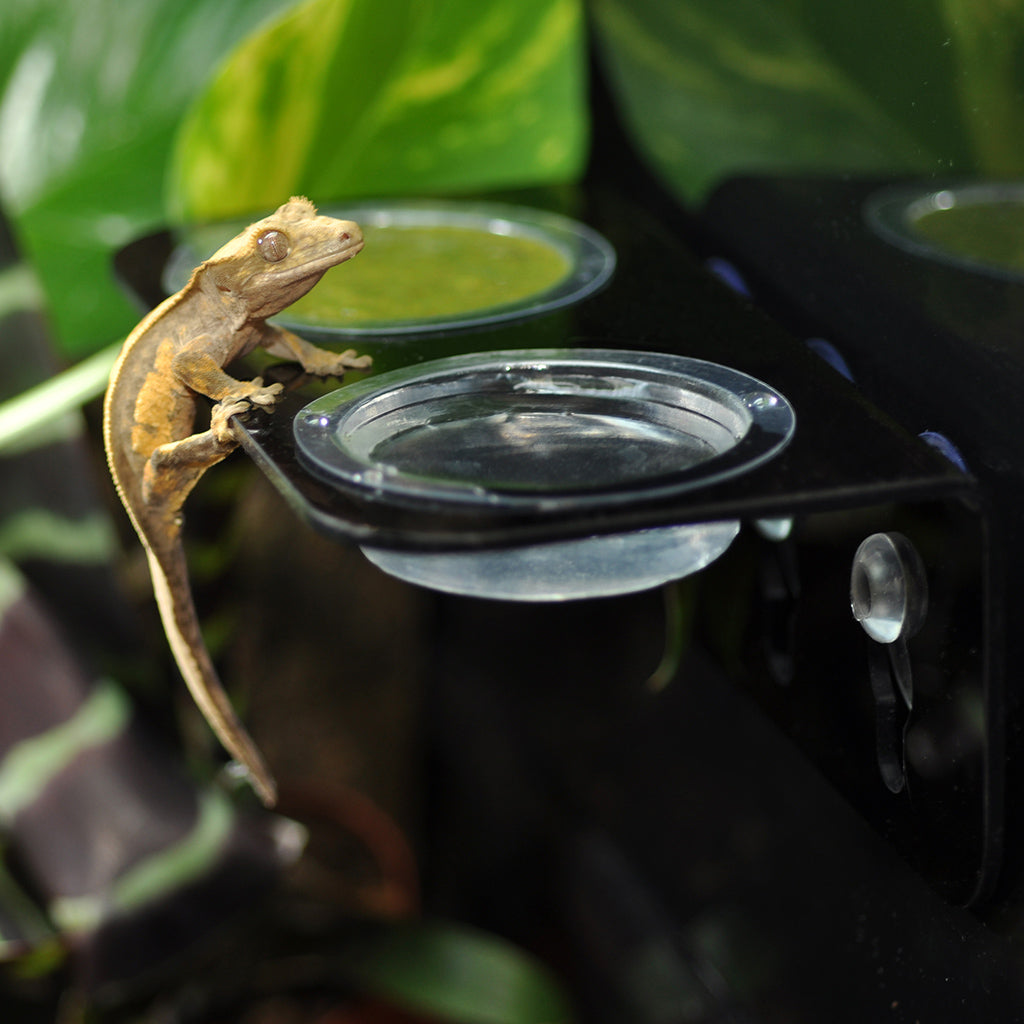 HabiStat Crested Gecko Accessory Kit - Bermondsey Exotics