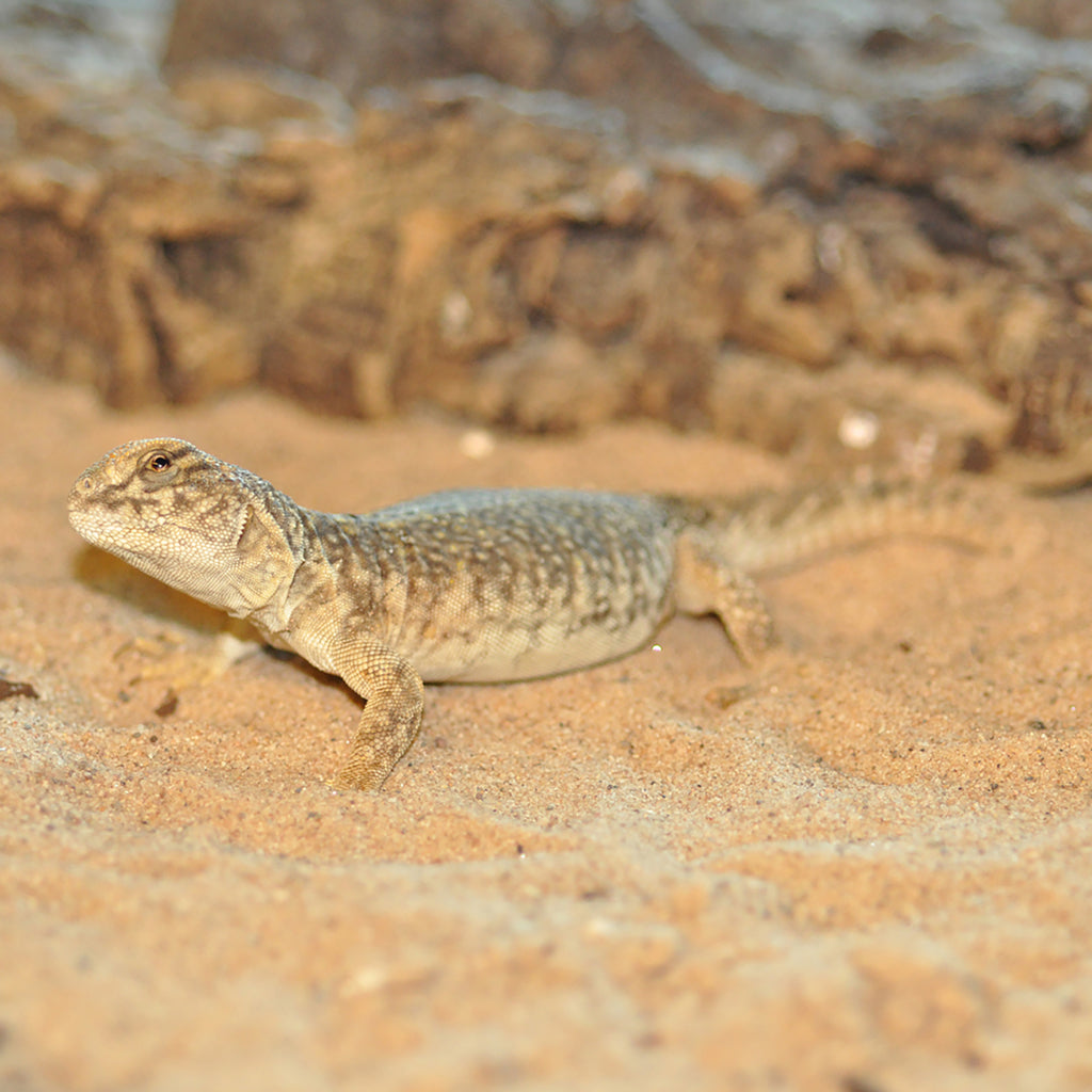 HabiStat Desert Sand - Bermondsey Exotics