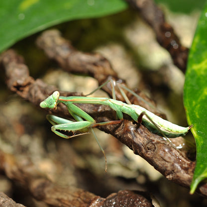 HabiStat Invertebrate Starter Kit - Bermondsey Exotics