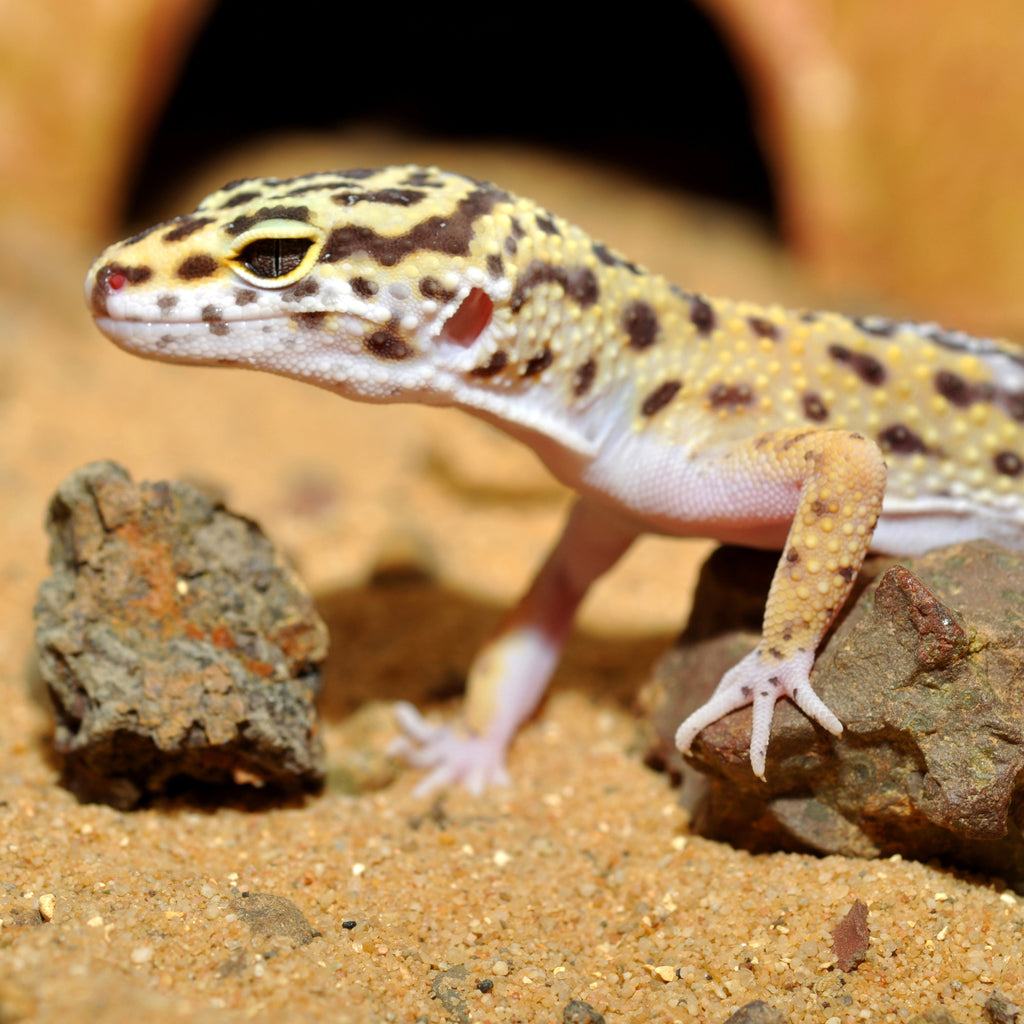 HabiStat Leopard Gecko Bedding - Bermondsey Exotics