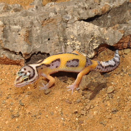 HabiStat Leopard Gecko Bedding - Bermondsey Exotics