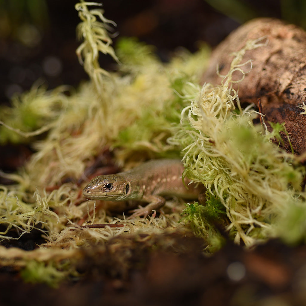 HabiStat Sphagnum Moss - Bermondsey Exotics