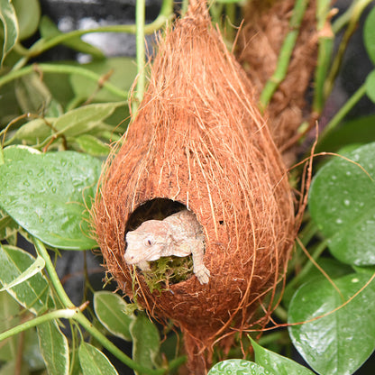 HabiStat Arboreal Hide - Bermondsey Exotics