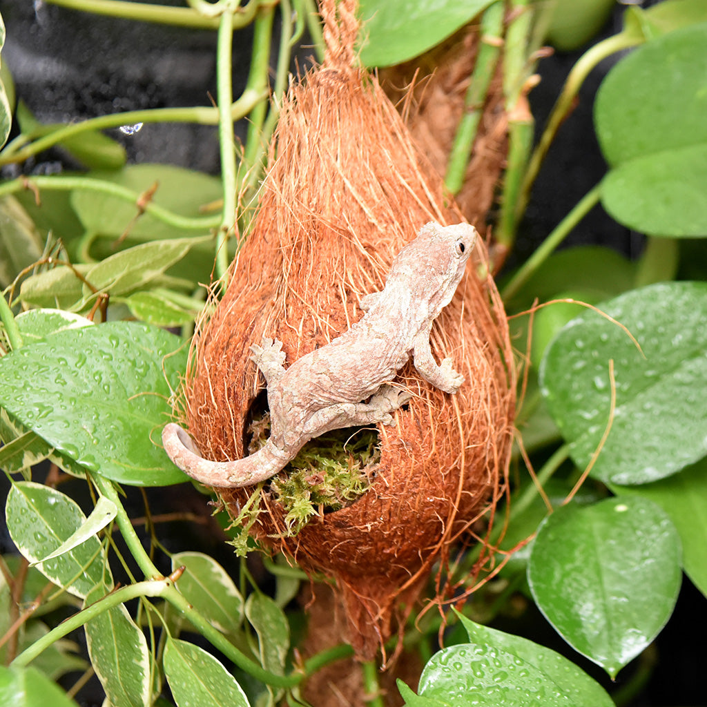 HabiStat Arboreal Hide - Bermondsey Exotics