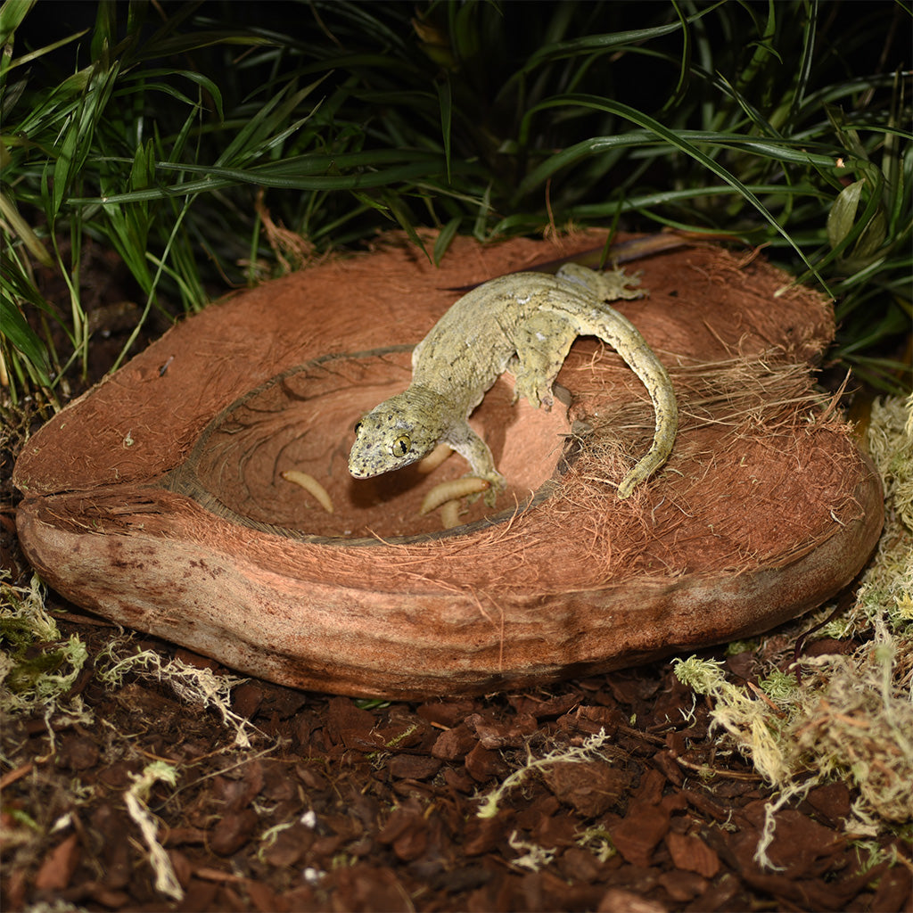 HabiStat Coco Bowl - Bermondsey Exotics