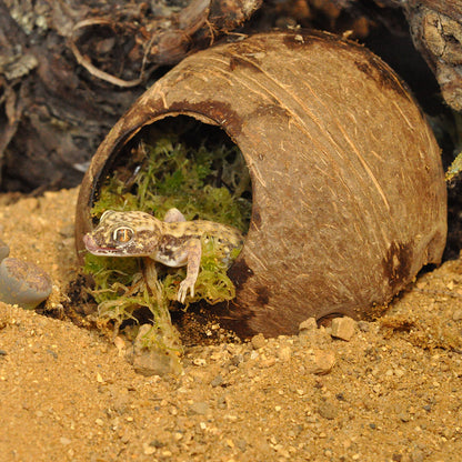 HabiStat Moss Hide - Bermondsey Exotics