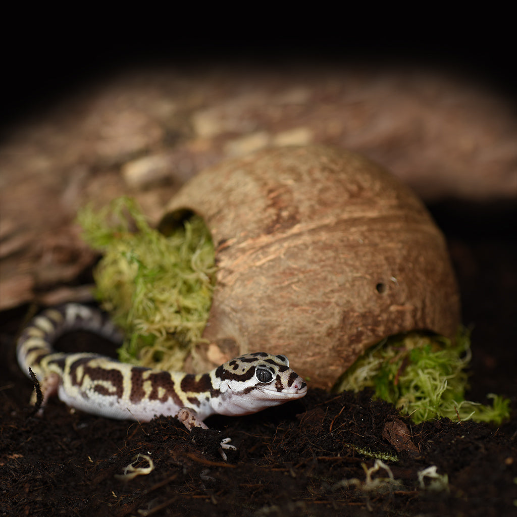 HabiStat Moss Hide - Bermondsey Exotics