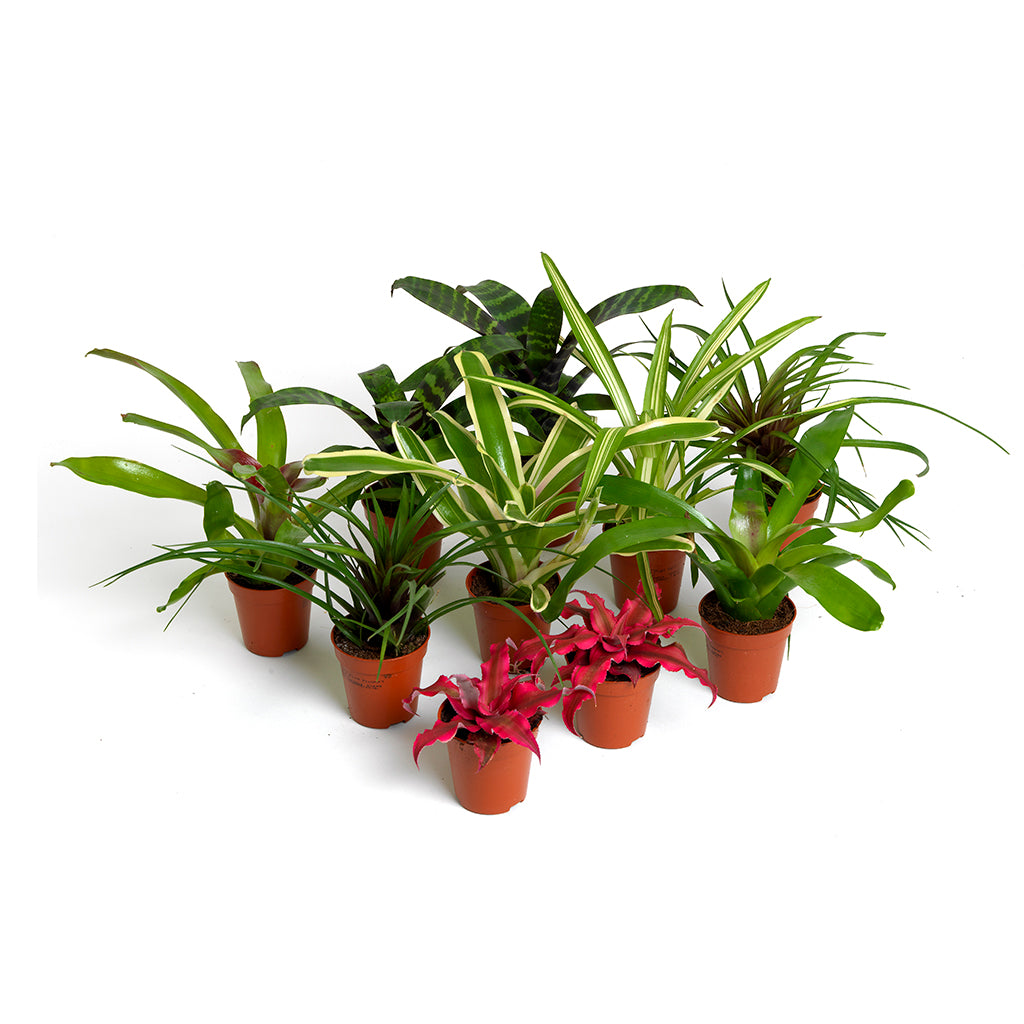 Bromeliad Mix - 10 Plants - Bermondsey Exotics