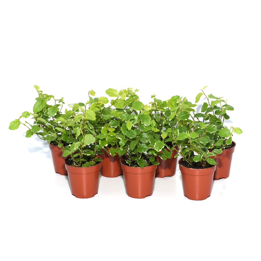 Creeping Fig - 7 Plants - Bermondsey Exotics