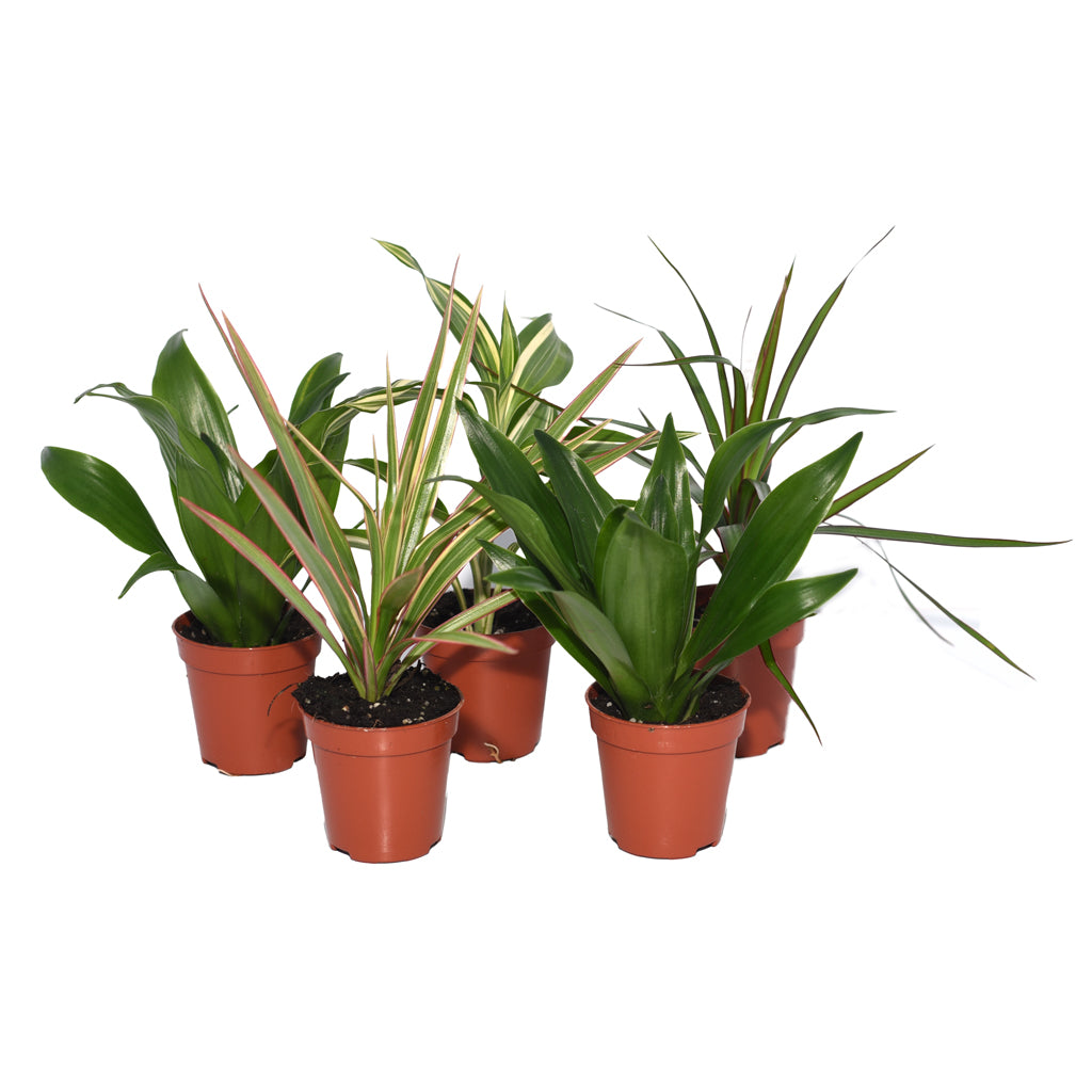 Dragon Trees - 5 Plants - Bermondsey Exotics