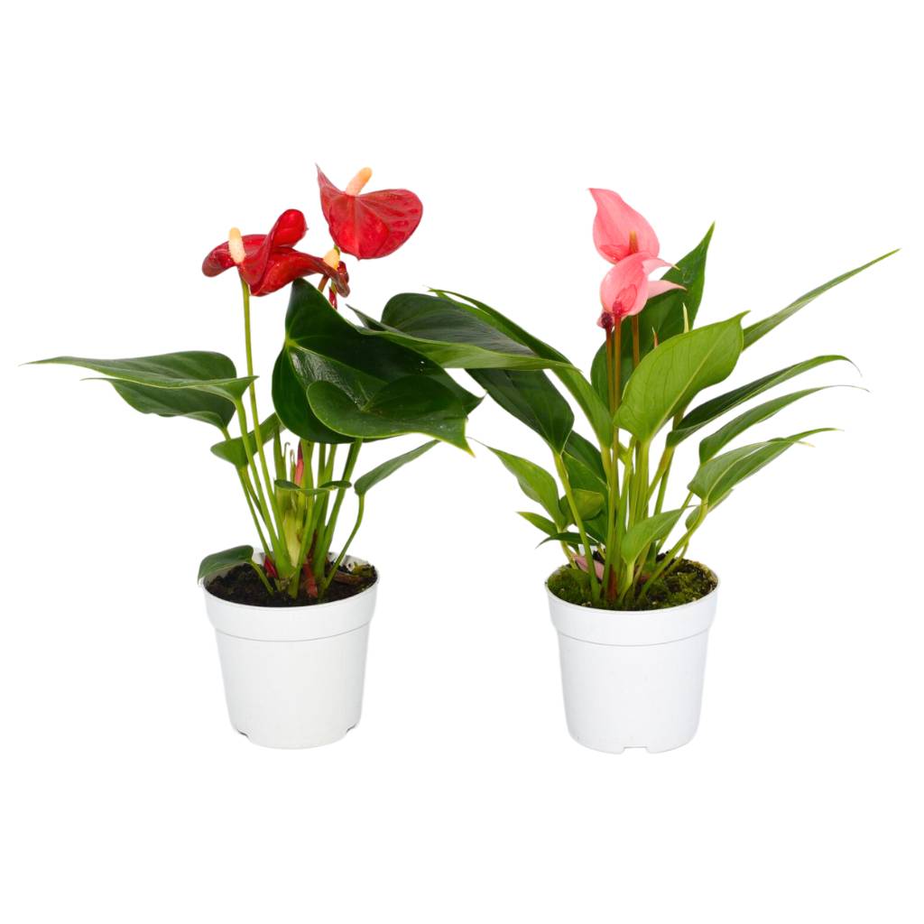 Flamingo Lilies - 2 Plants - Bermondsey Exotics