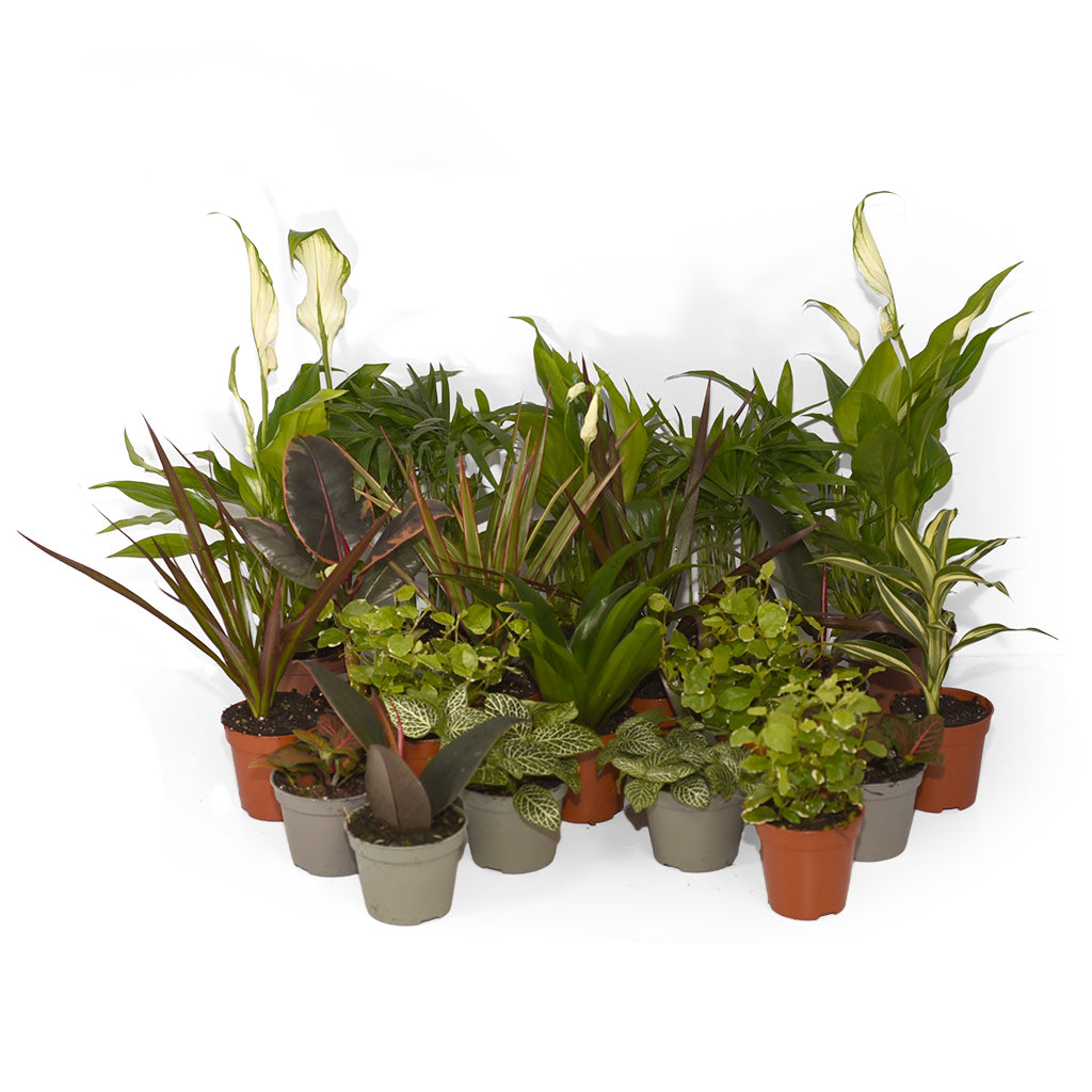 Forest Mix - 20 Plants - Bermondsey Exotics