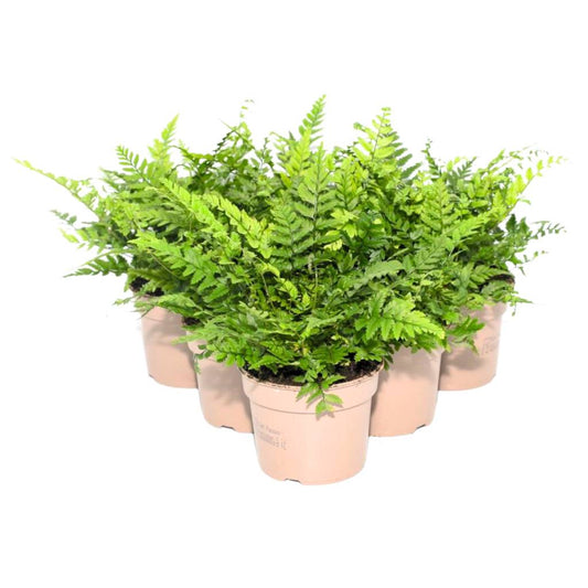 Lady Fern - 6 Plants - Bermondsey Exotics