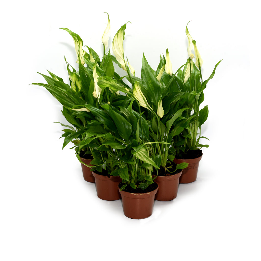 Peace Lilies - 6 Plants - Bermondsey Exotics