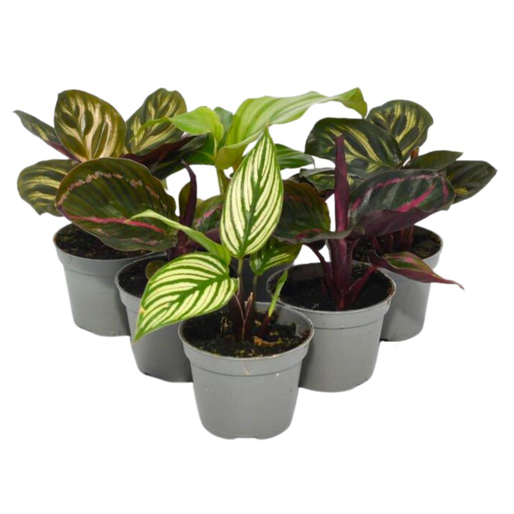 Prayer Plants - 6 Plants - Bermondsey Exotics