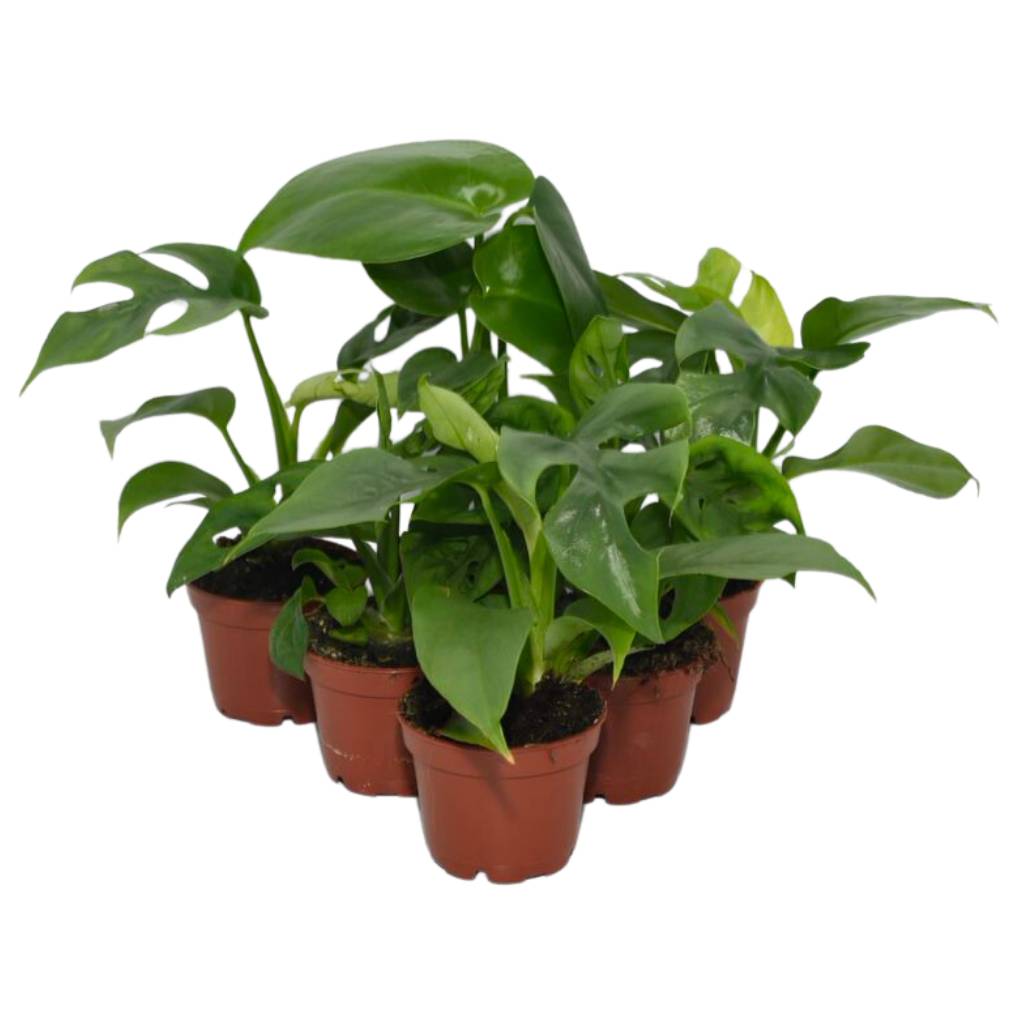 Swiss Cheese Plants - 6 Plants - Bermondsey Exotics