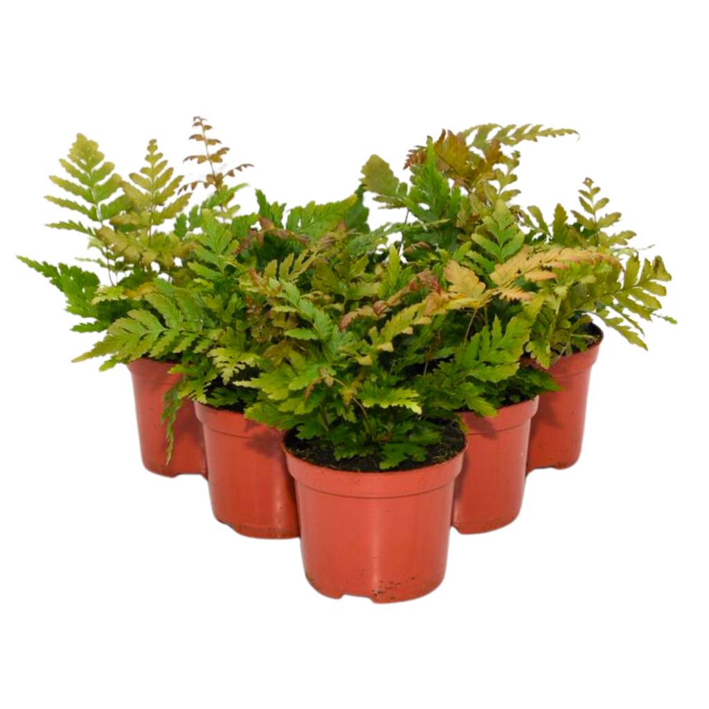 Shield Fern - 6 Plants - Bermondsey Exotics