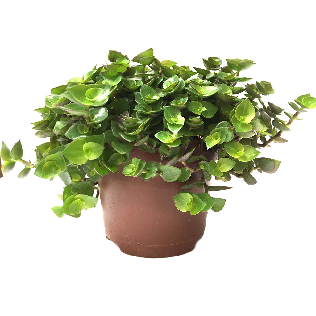 Edible Turtle Vine - Single - Bermondsey Exotics