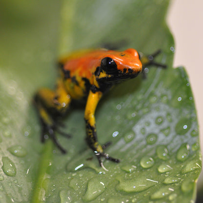 HabiStat Rainmaker - Bermondsey Exotics