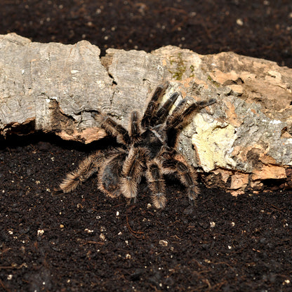 HabiStat Spider Bedding - Bermondsey Exotics