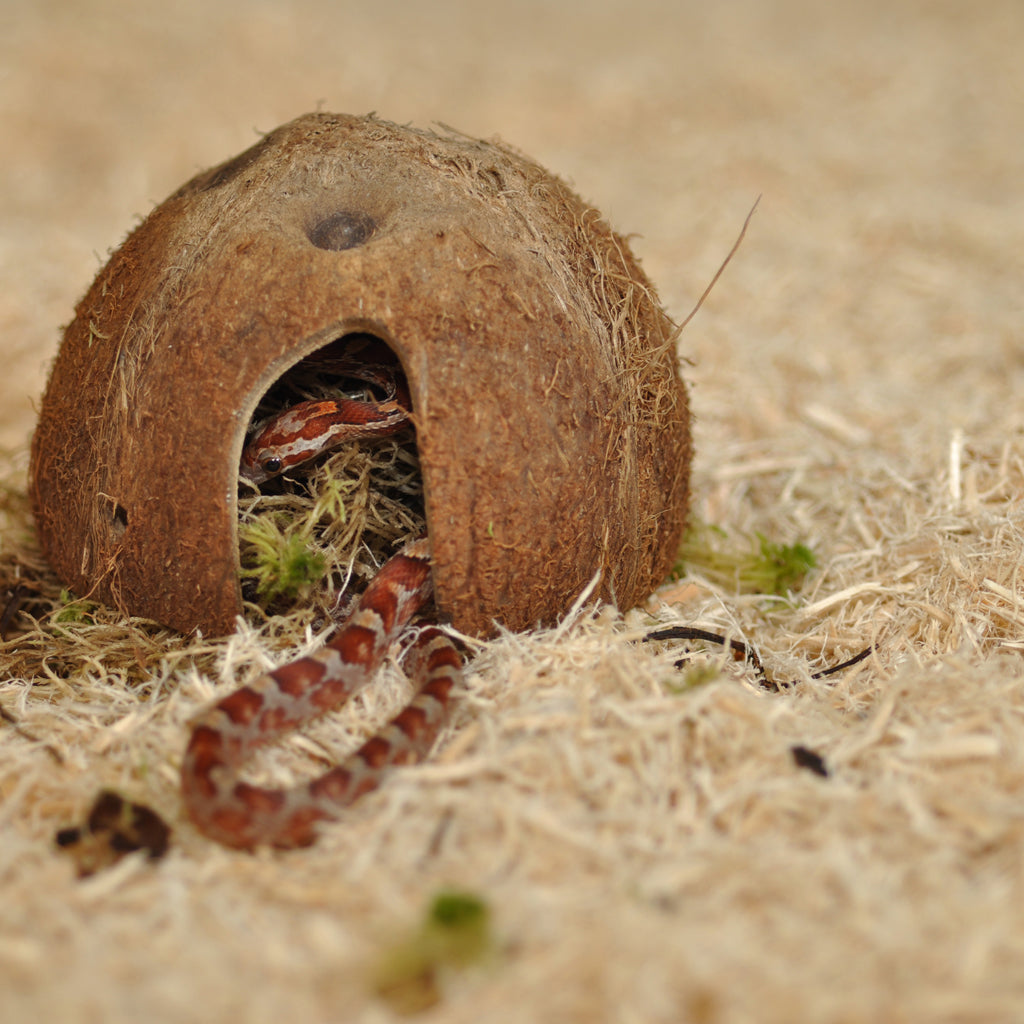 HabiStat Snake Bedding - Bermondsey Exotics