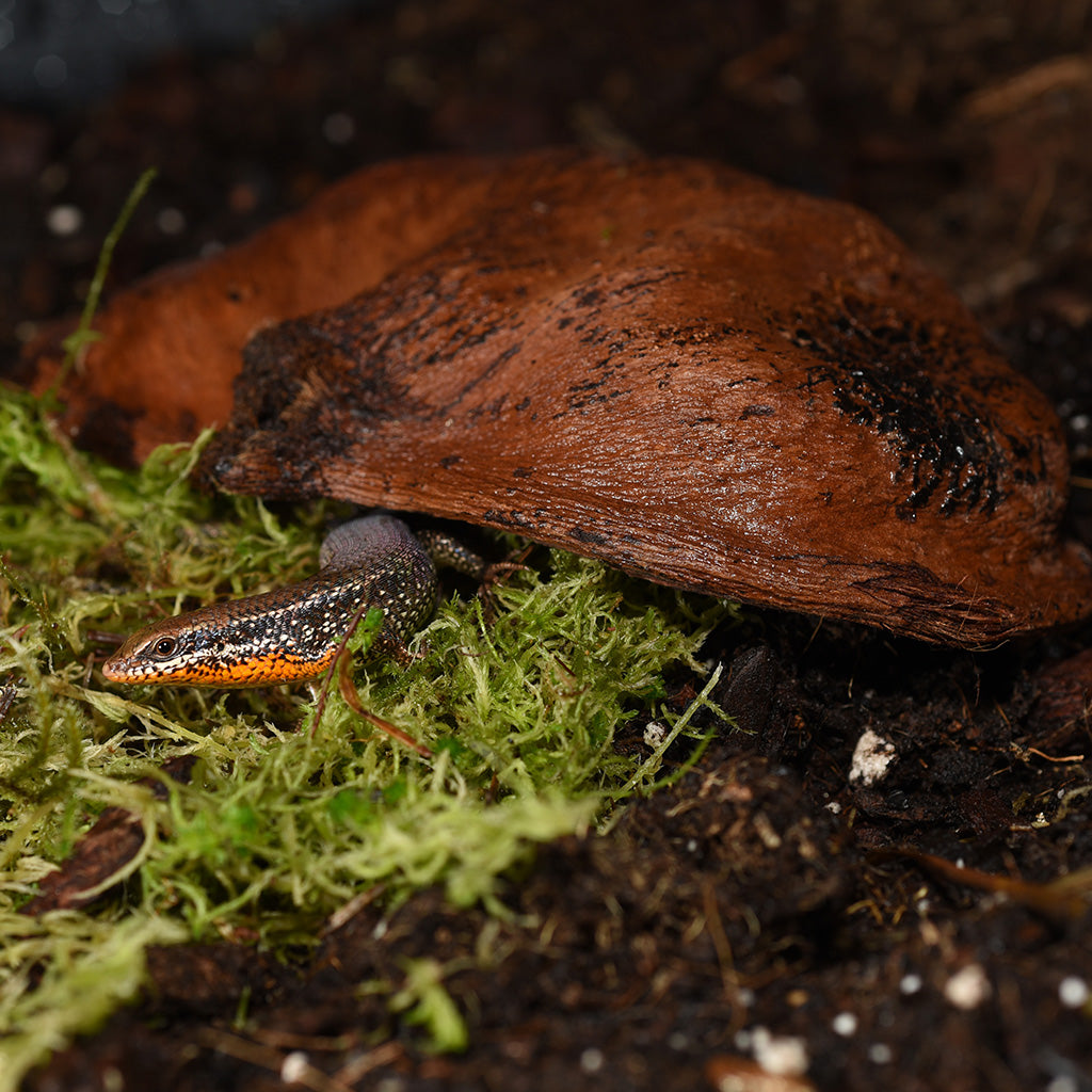 HabiStat Sculta Pod - Bermondsey Exotics