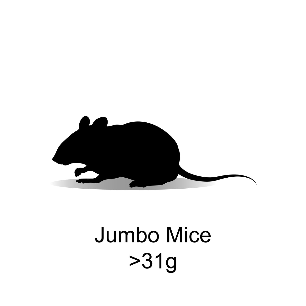 Frozen Jumbo Mice 31g+ - 5 Pack - Bermondsey Exotics