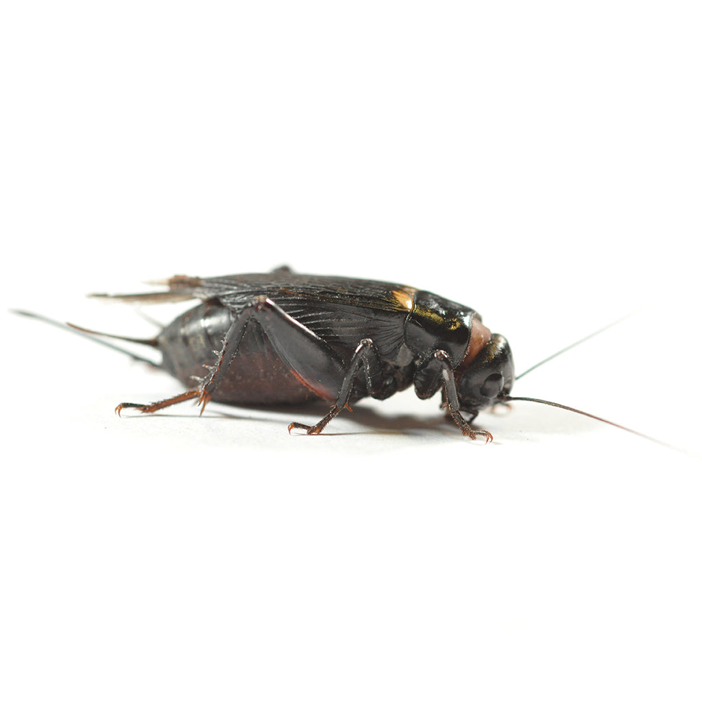 Black Crickets Large 25-30mm - Bermondsey Exotics