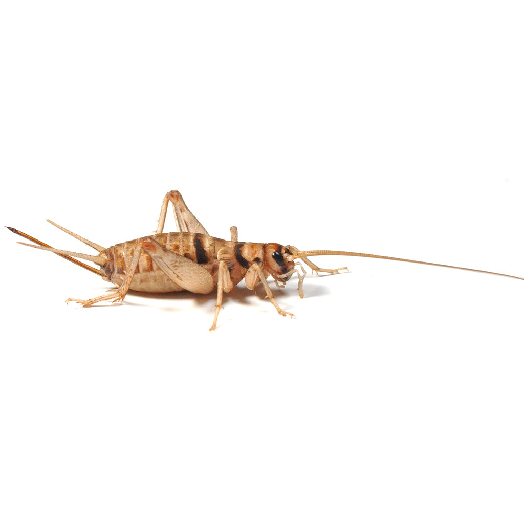 Banded Brown Crickets Large 19-22mm - Bermondsey Exotics