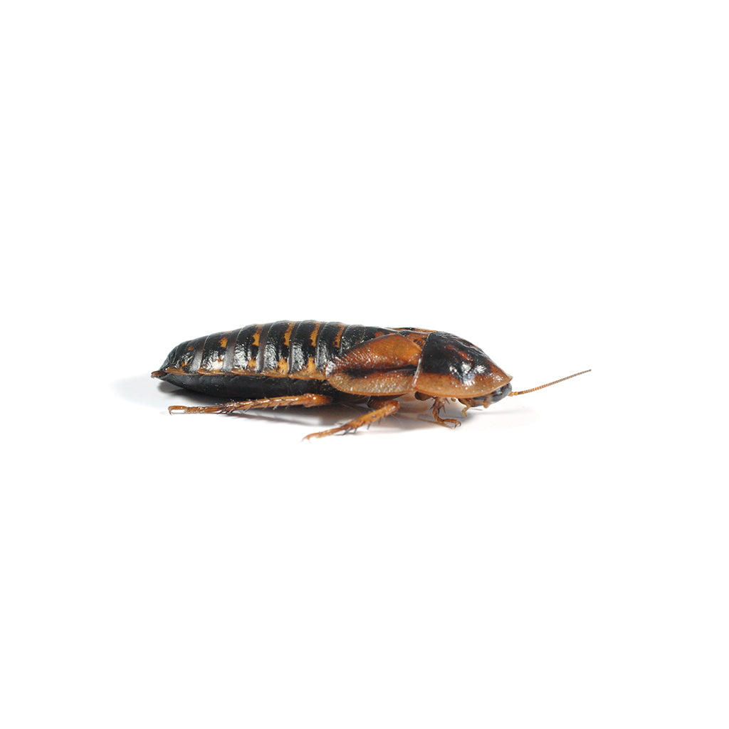 Dubia Roaches - Large 25-30mm (8 Pack) - Bermondsey Exotics