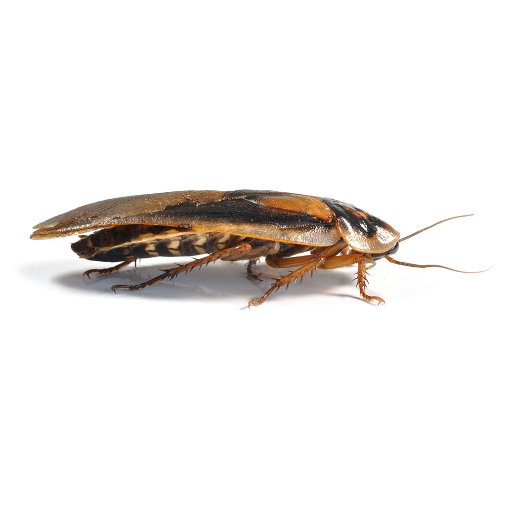 Dubia Roaches - Adult 35-40mm (6 Pack) - Bermondsey Exotics